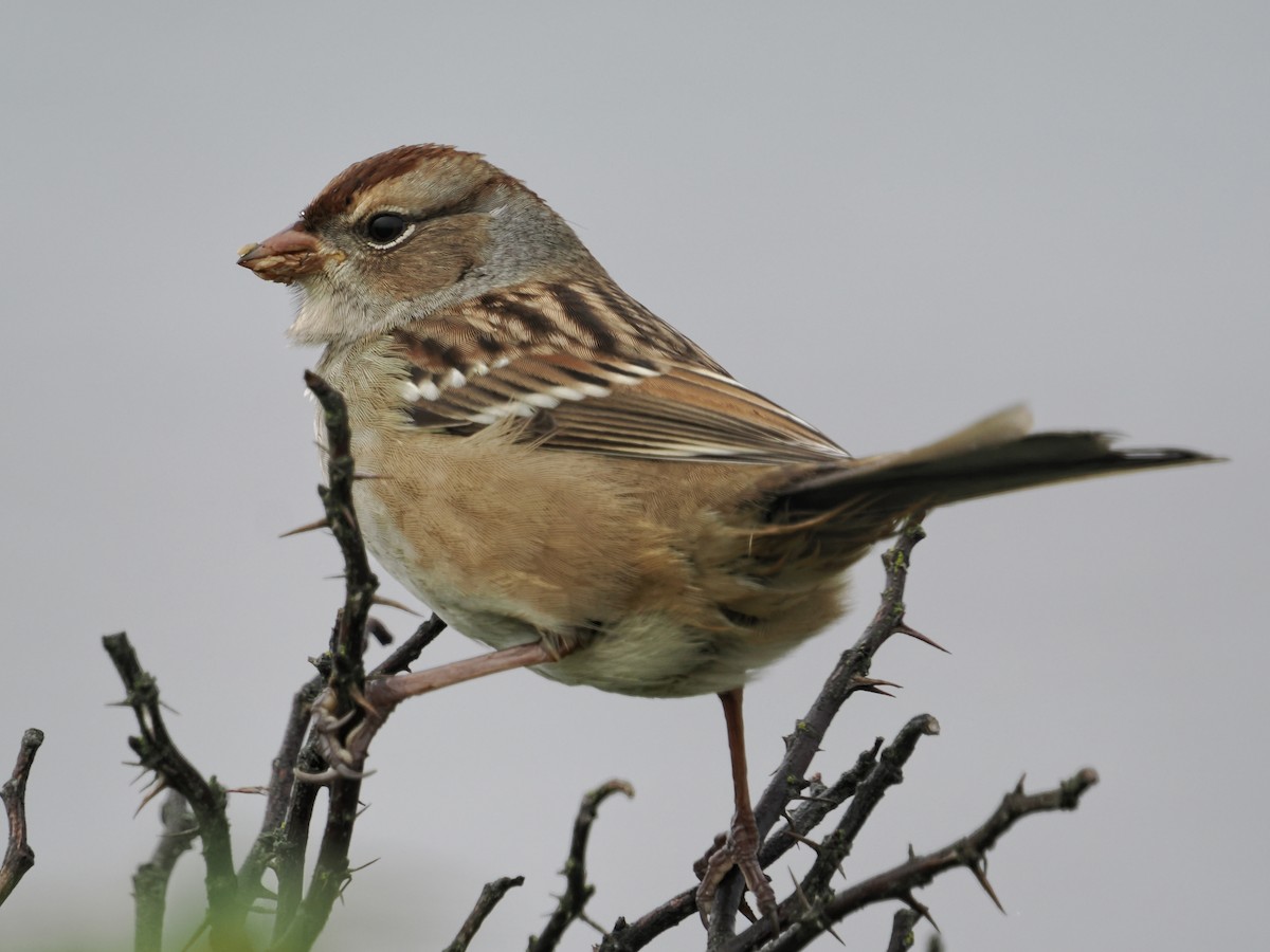 Bruant à couronne blanche - ML642870569