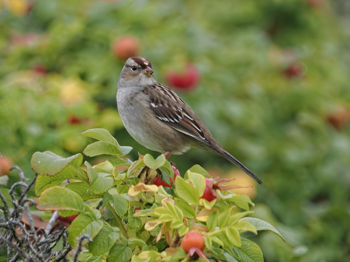 White-crowned Sparrow - ML642870573