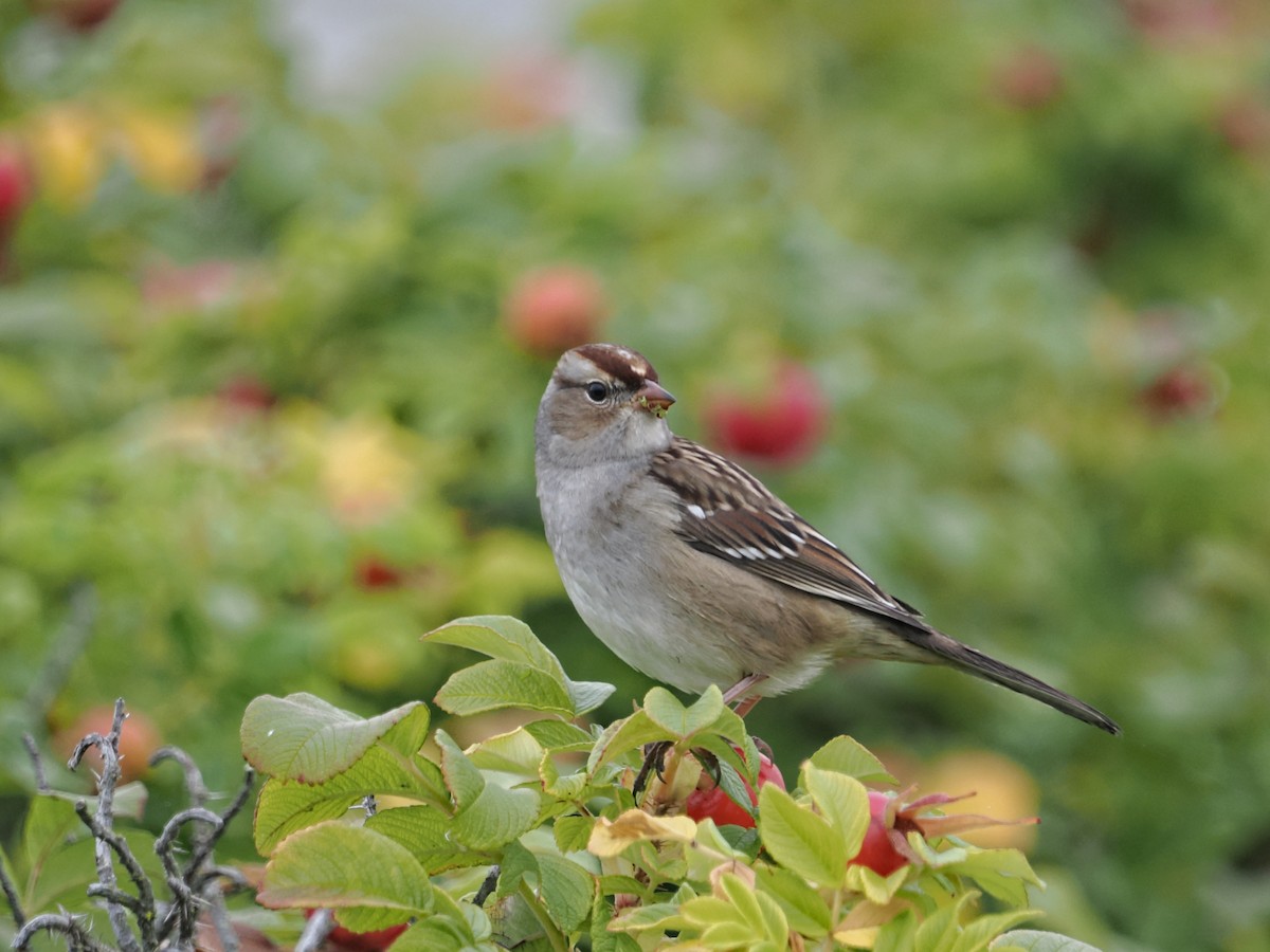 White-crowned Sparrow - ML642870574