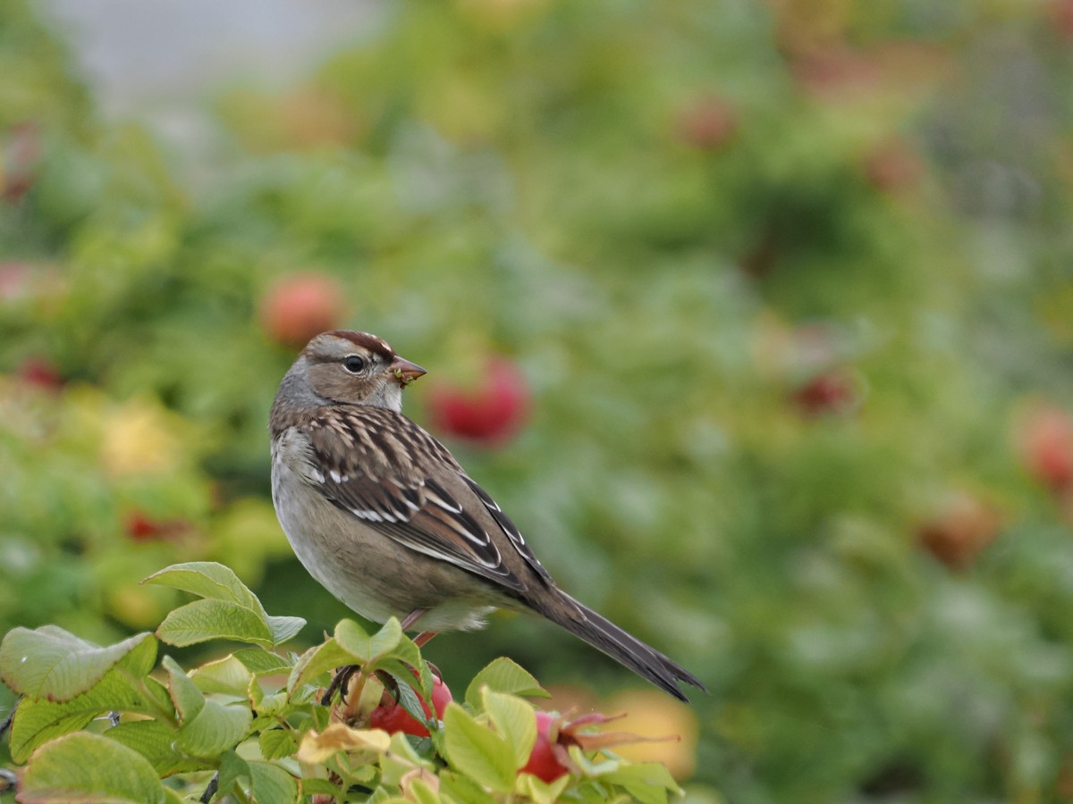 White-crowned Sparrow - ML642870575