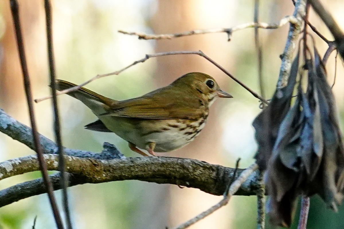 Paruline couronnée - ML642870577