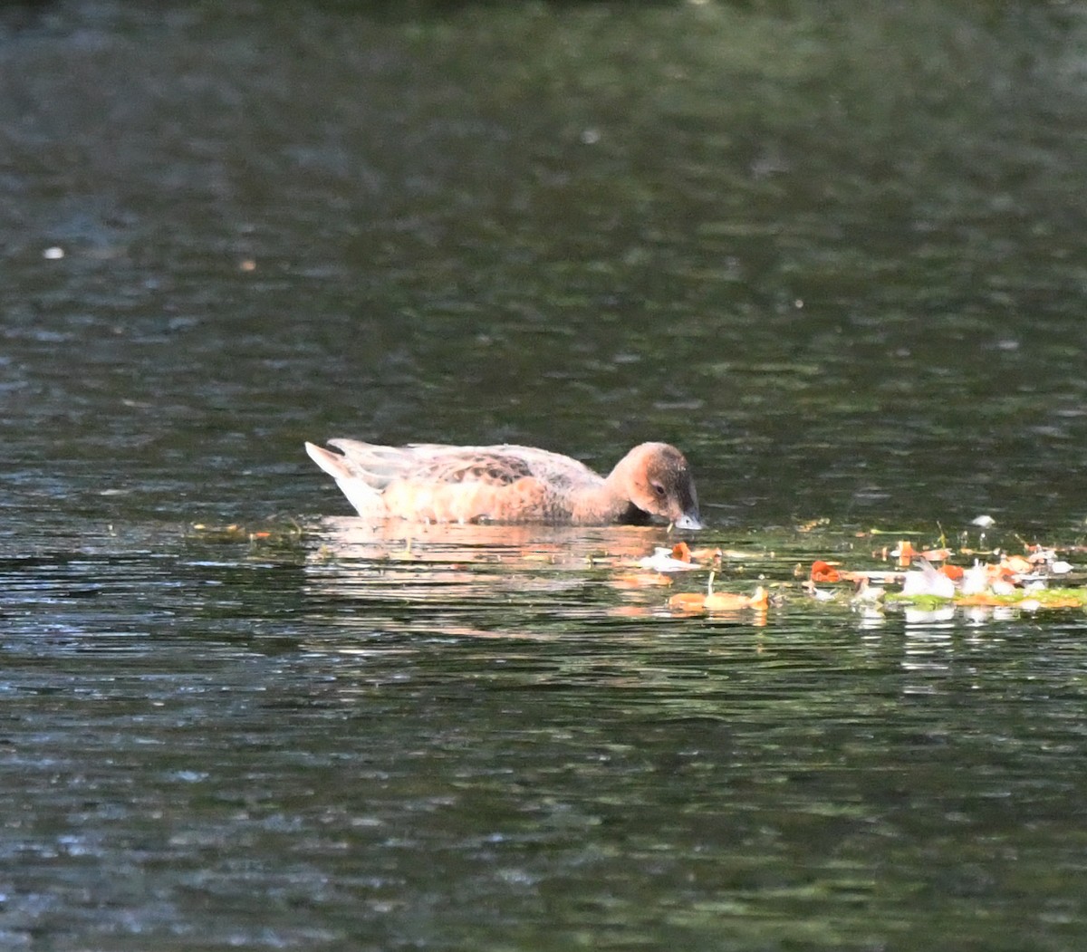 Canard siffleur - ML642870584