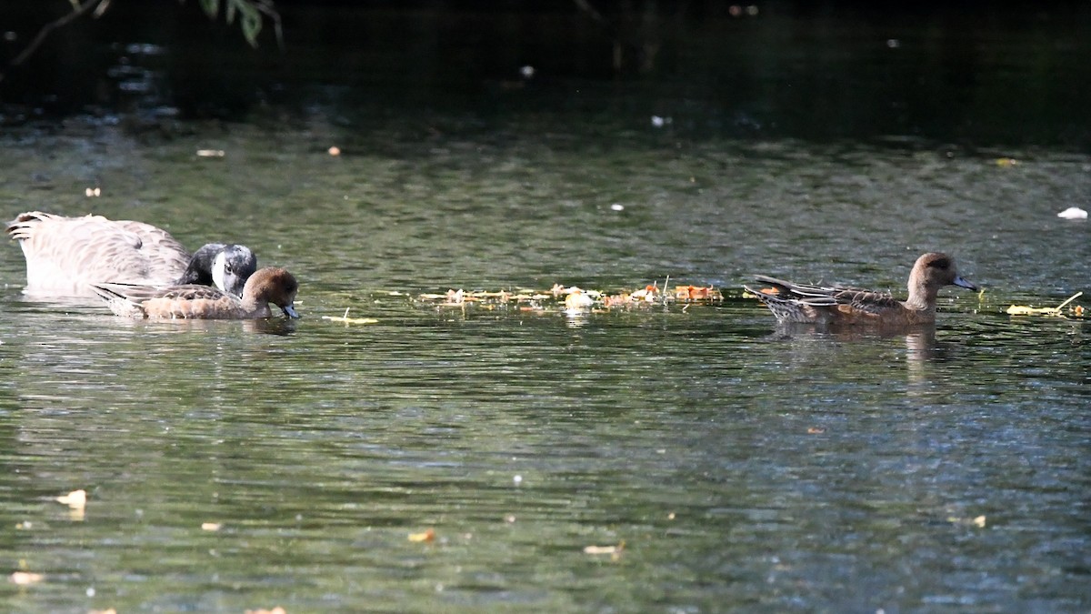 Canard siffleur - ML642870585