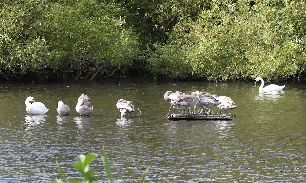 Cygne tuberculé - ML642870588