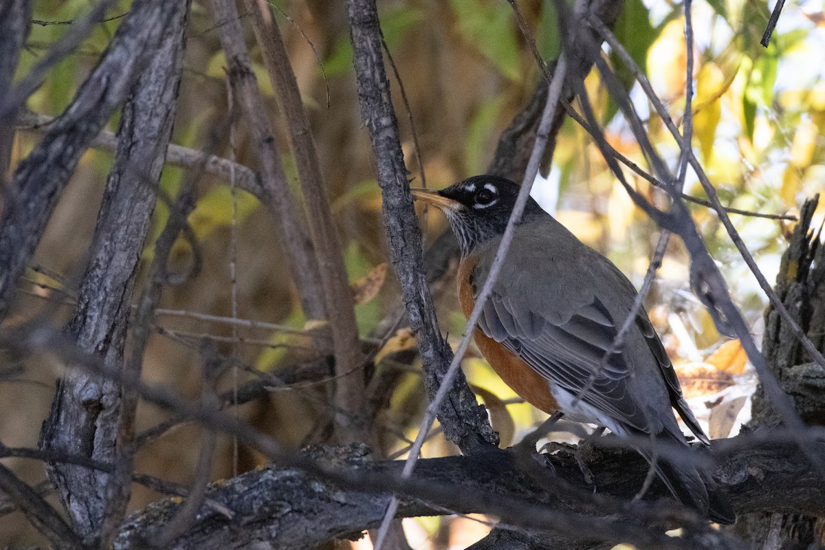 American Robin - ML642870592