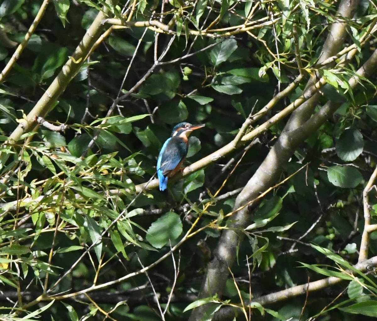 Martin-pêcheur d'Europe (groupe atthis) - ML642870599