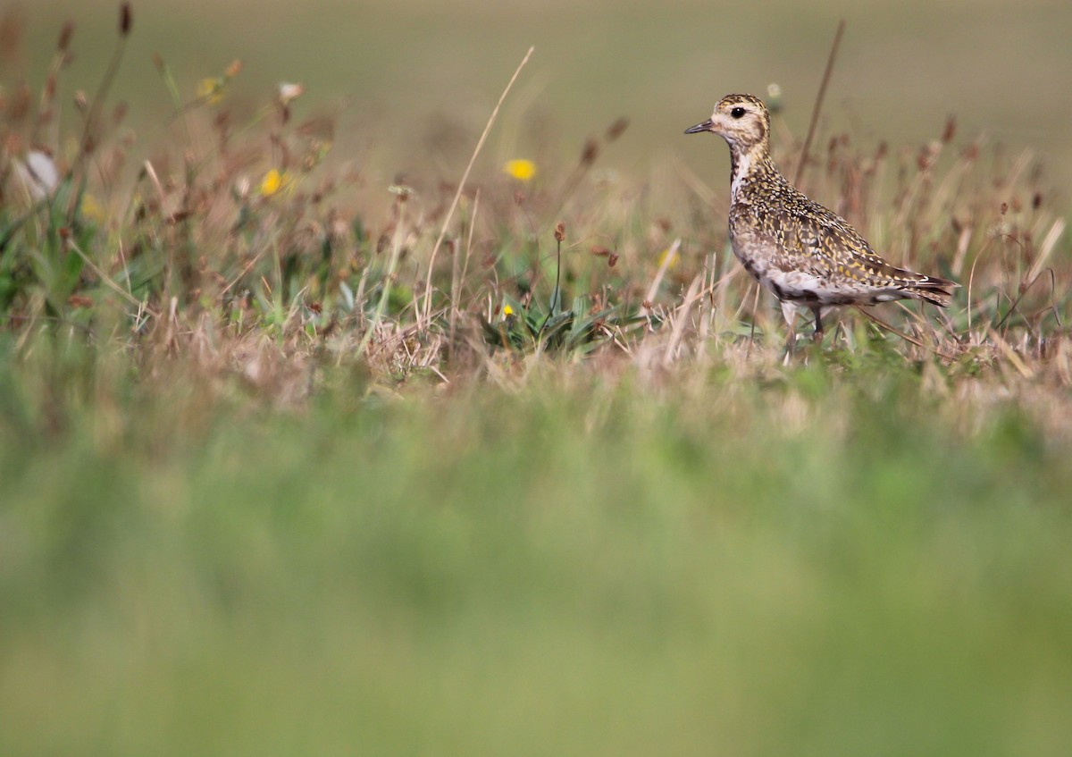 European Golden-Plover - ML642870600