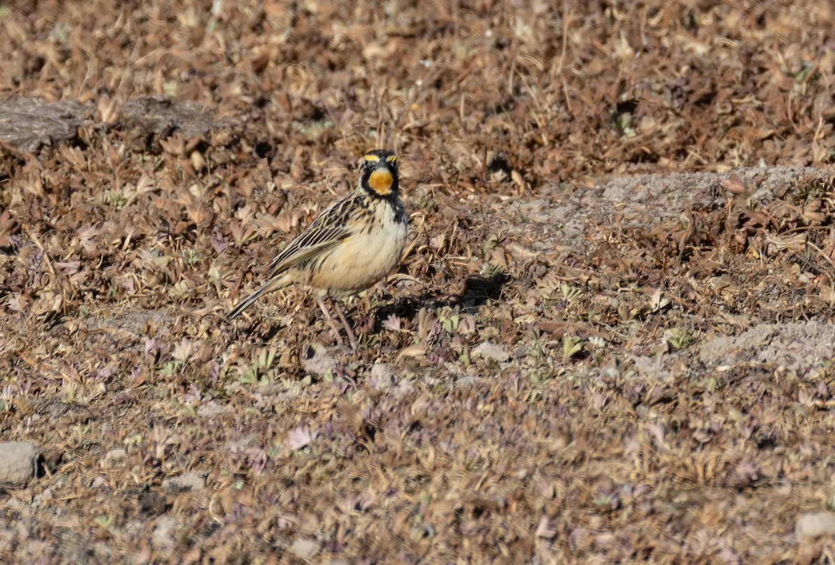 Abyssinian Longclaw - ML642870601