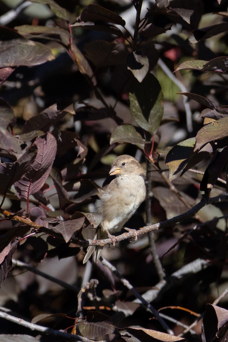 House Sparrow - ML642870603