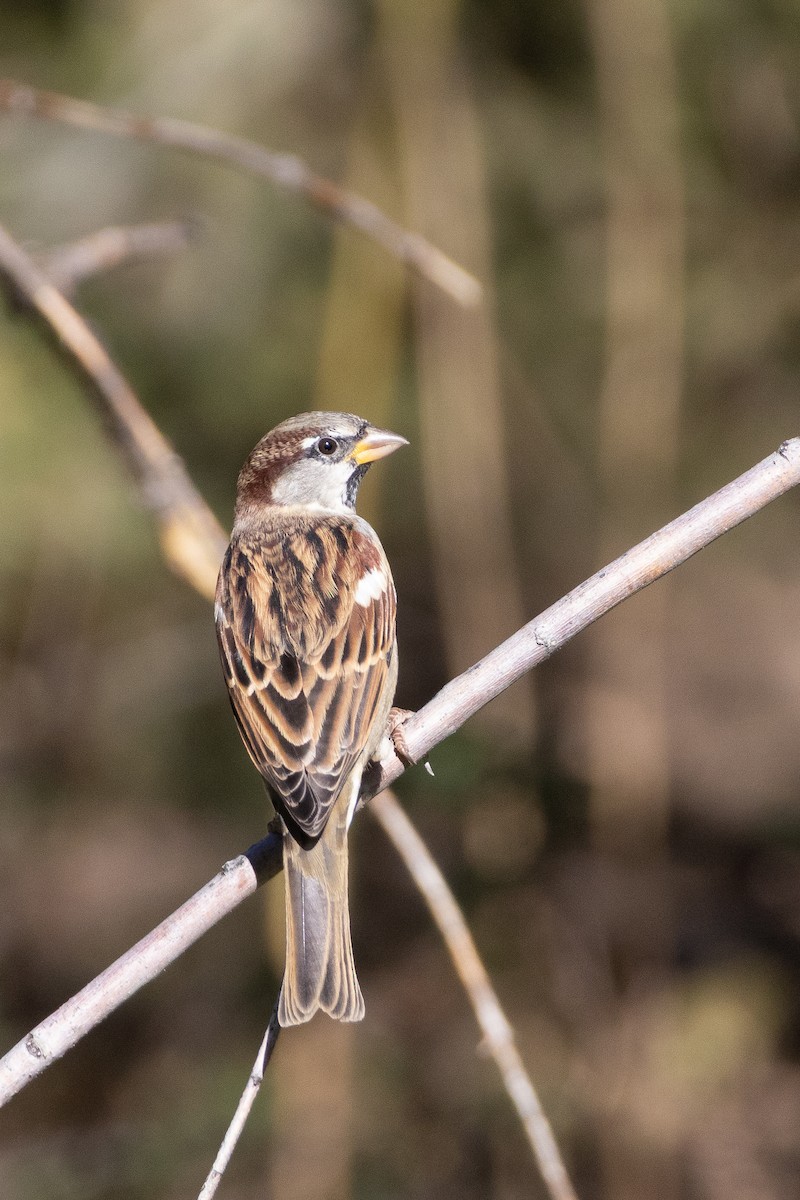 House Sparrow - ML642870604