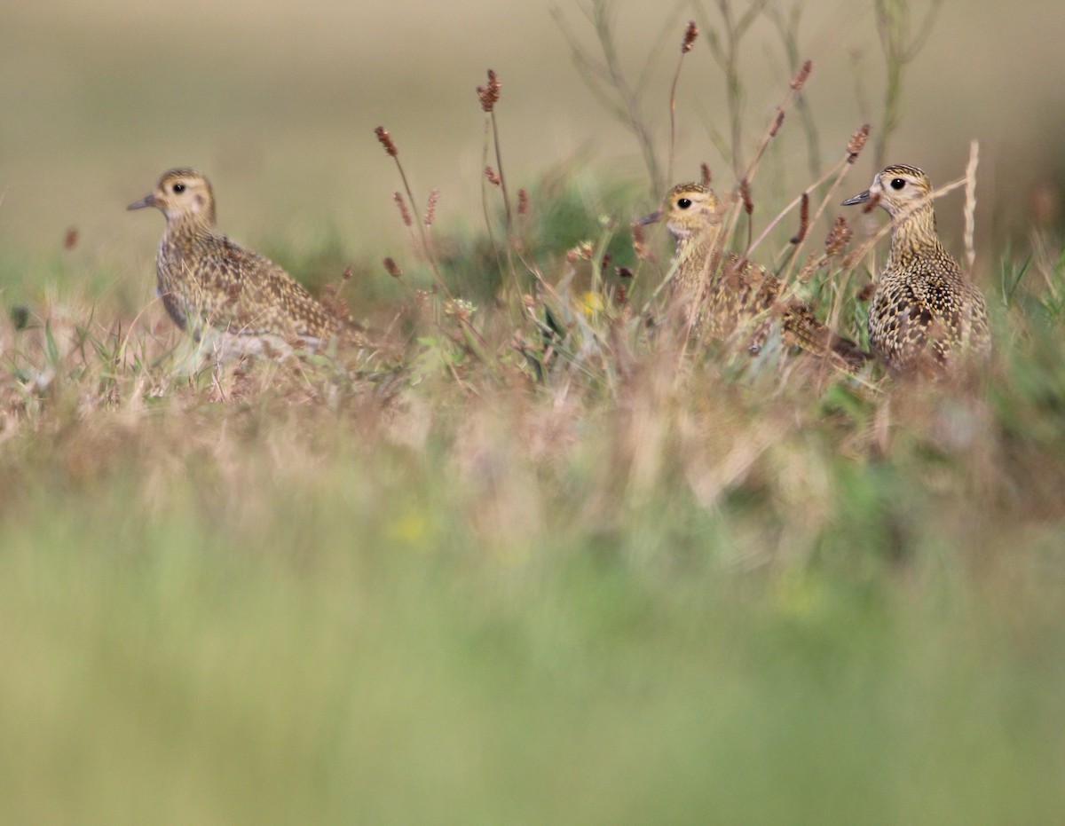 European Golden-Plover - ML642870607