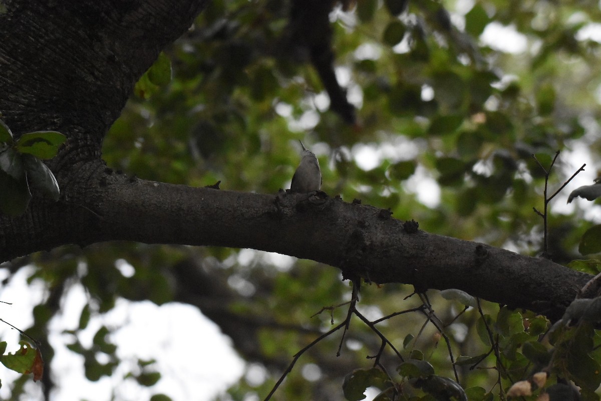 Bewick's Wren - ML642870610