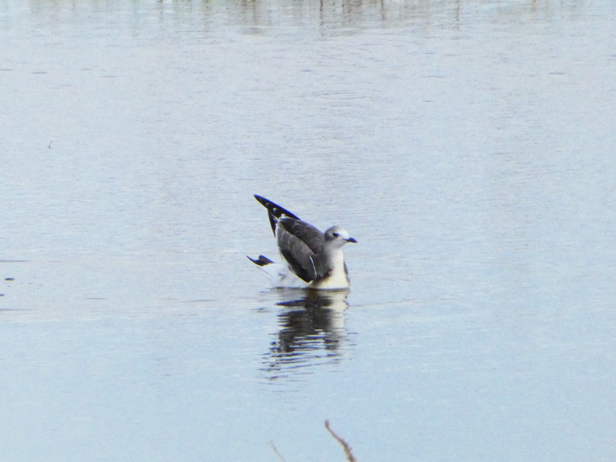 Sabine's Gull - ML642870614