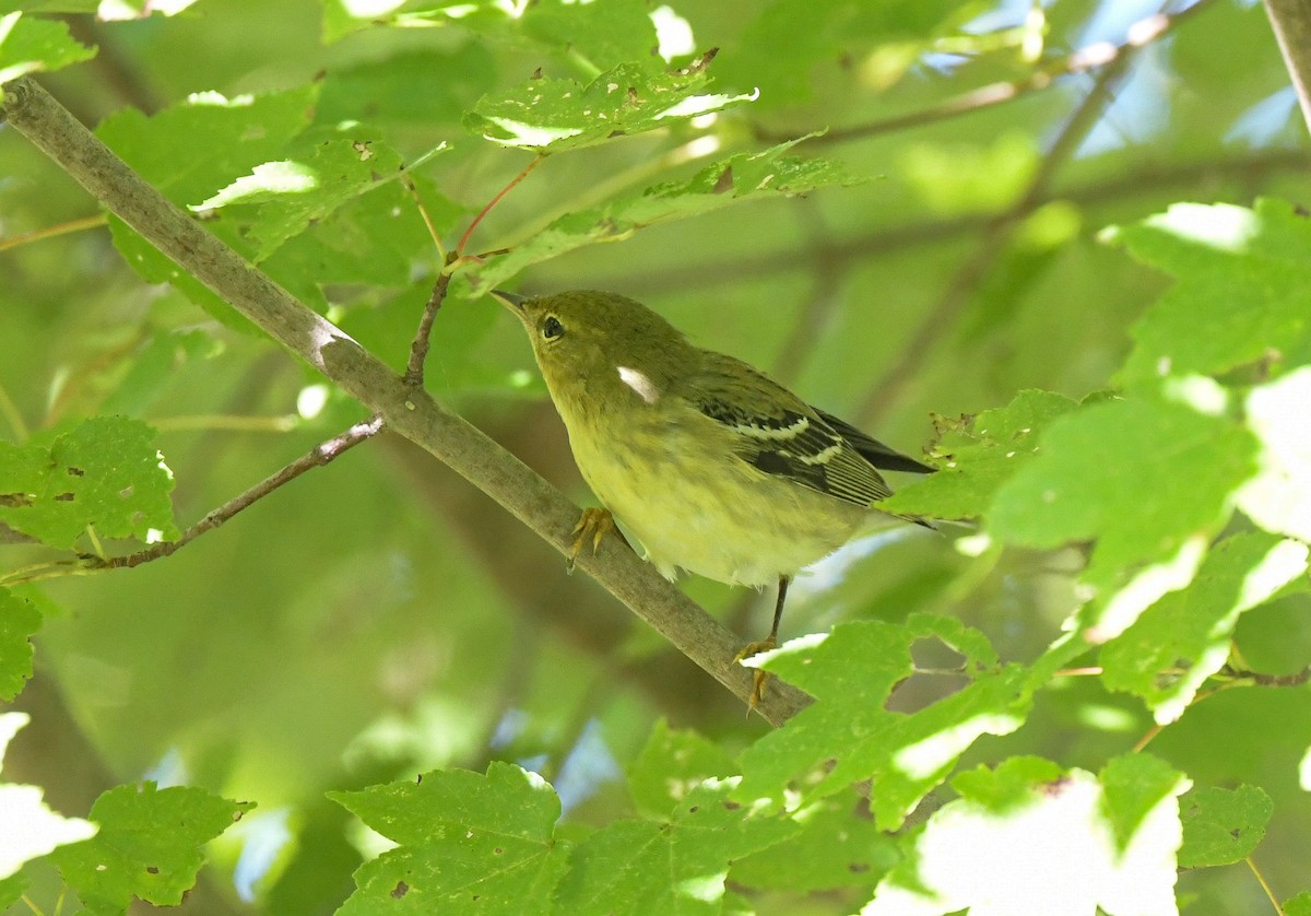 Blackpoll Warbler - ML642870616
