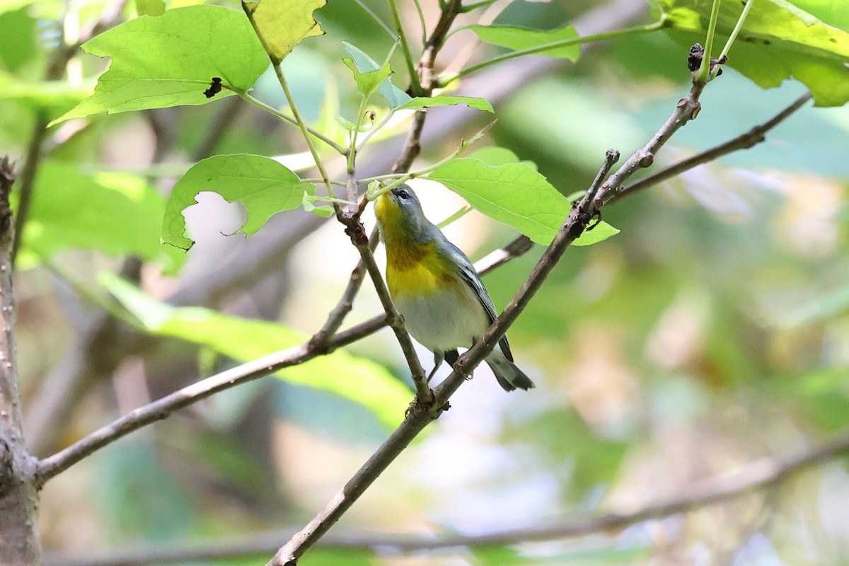Northern Parula - ML642870619