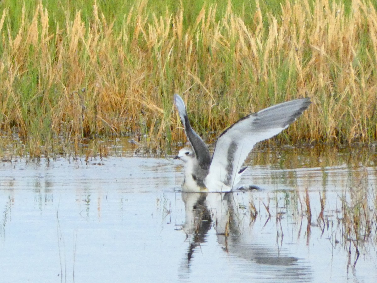 Sabine's Gull - ML642870621