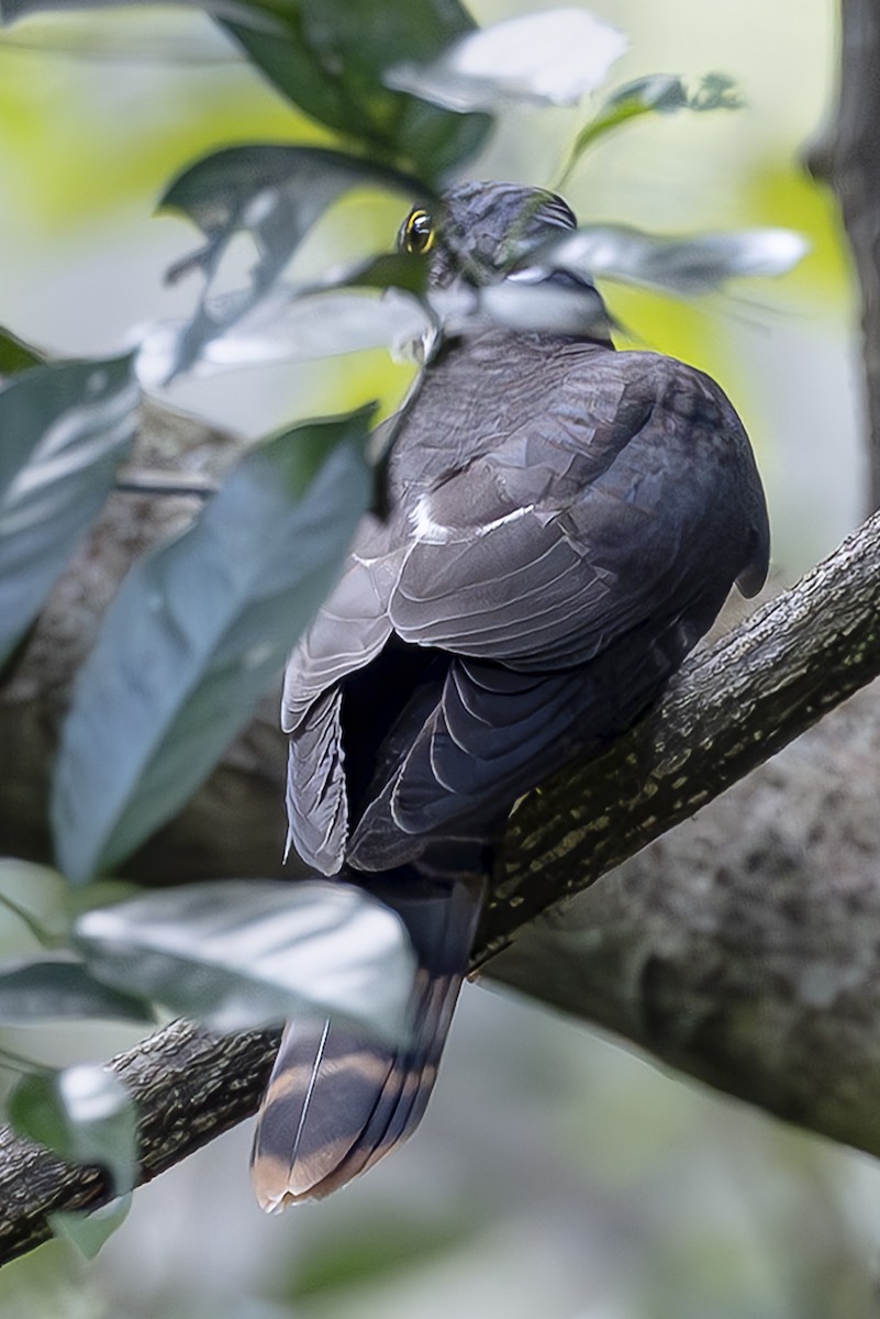 Northern Hawk-Cuckoo - ML642870623