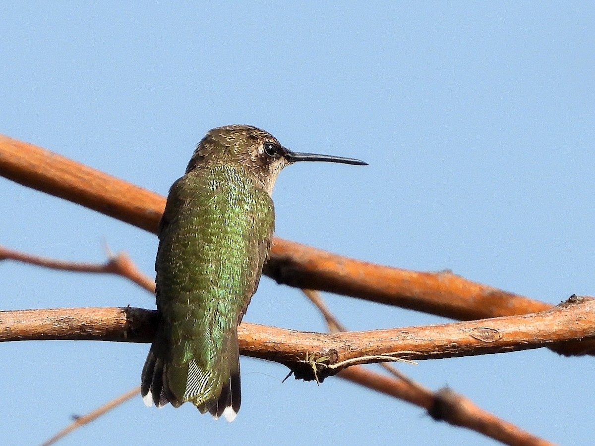Black-chinned Hummingbird - ML642870624