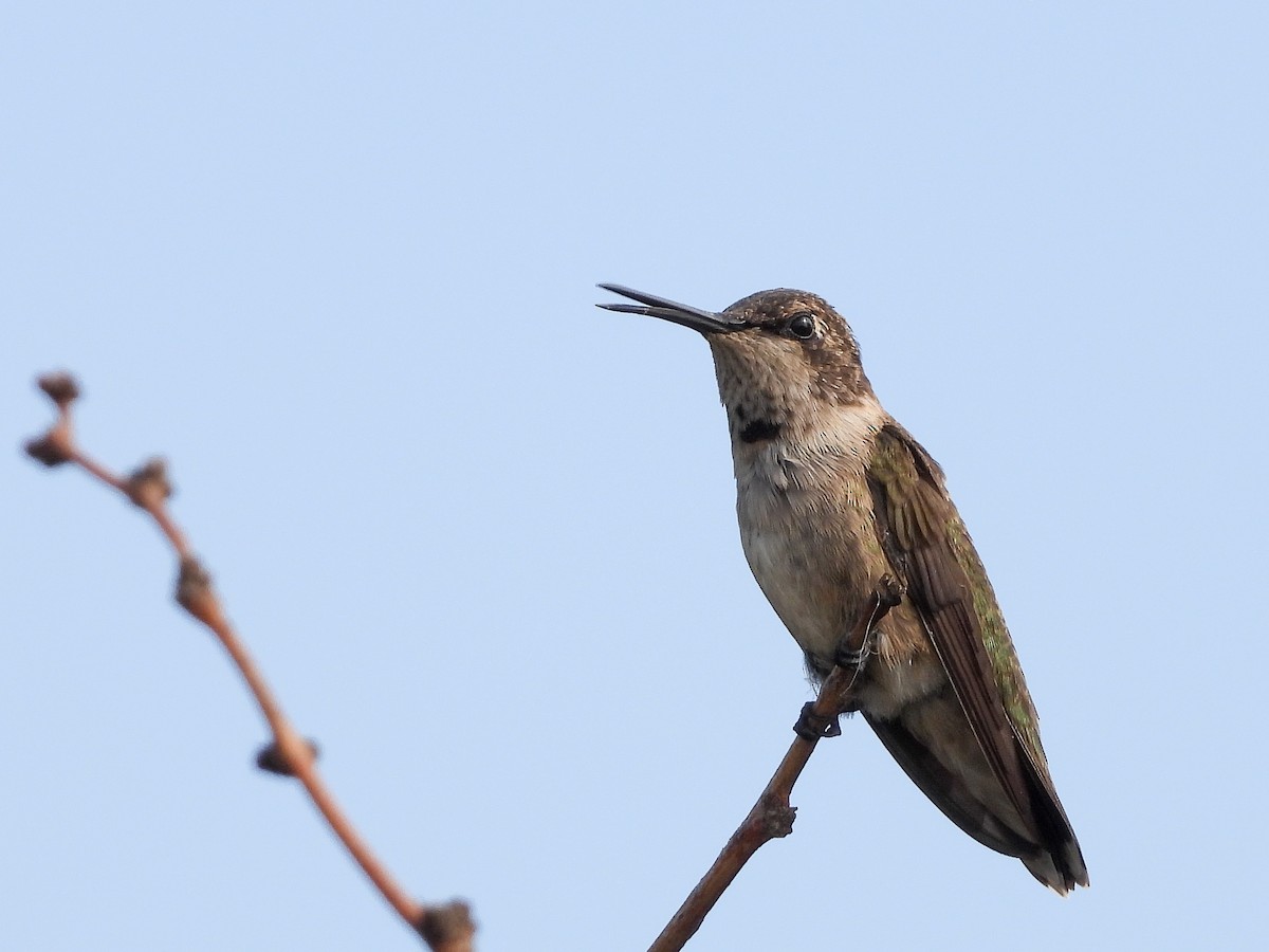 Black-chinned Hummingbird - ML642870625