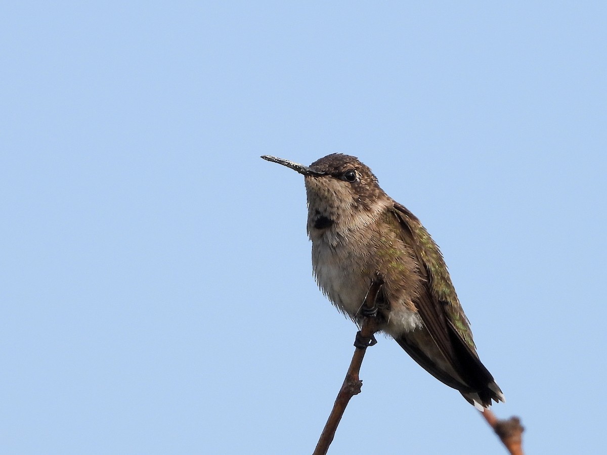 Black-chinned Hummingbird - ML642870626