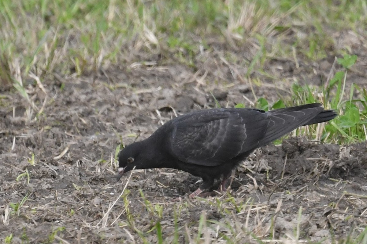 holub skalní (domácí) - ML642870627