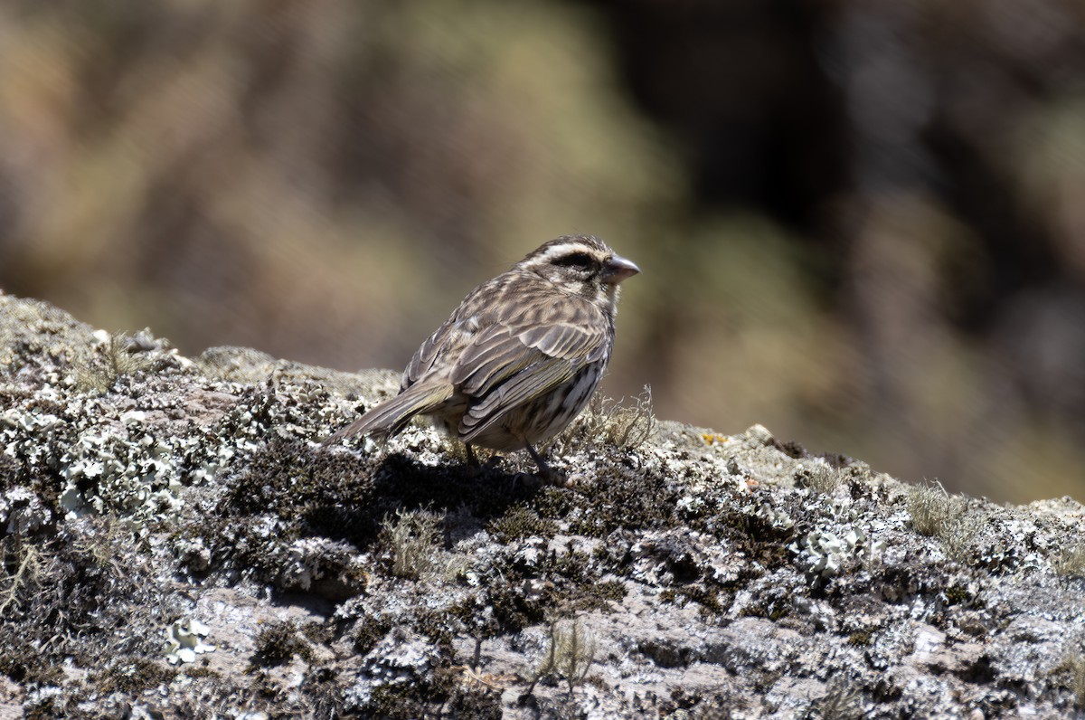 Streaky Seedeater - ML642870629