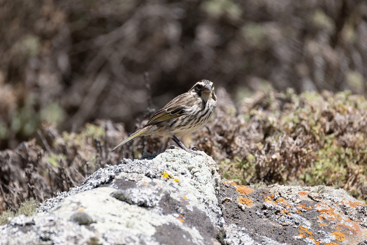 Streaky Seedeater - ML642870631
