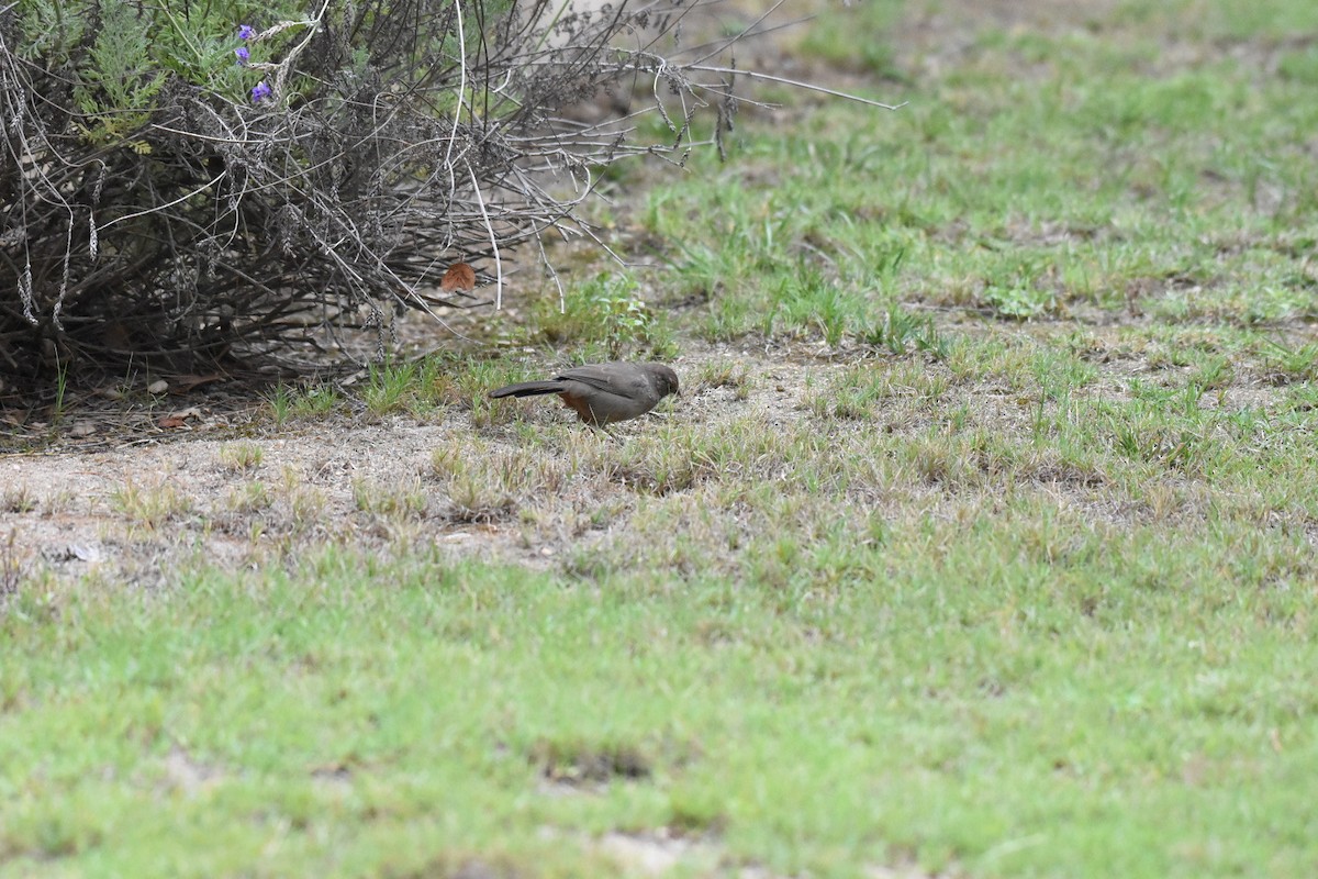 California Towhee - ML642870632