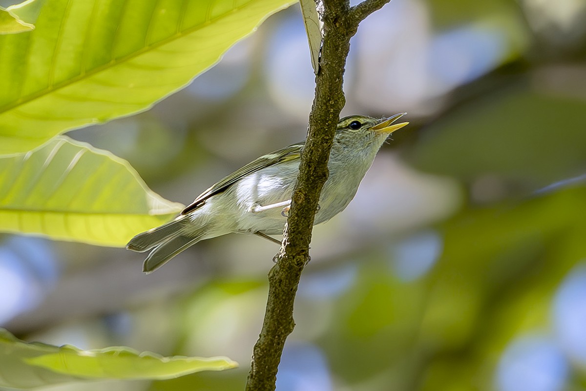Emei Leaf Warbler - ML642870634