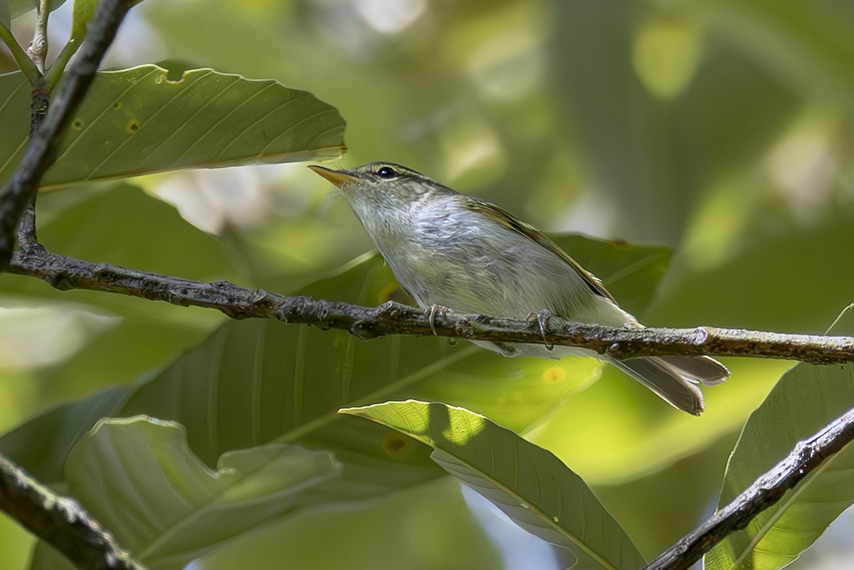 Emei Leaf Warbler - ML642870635