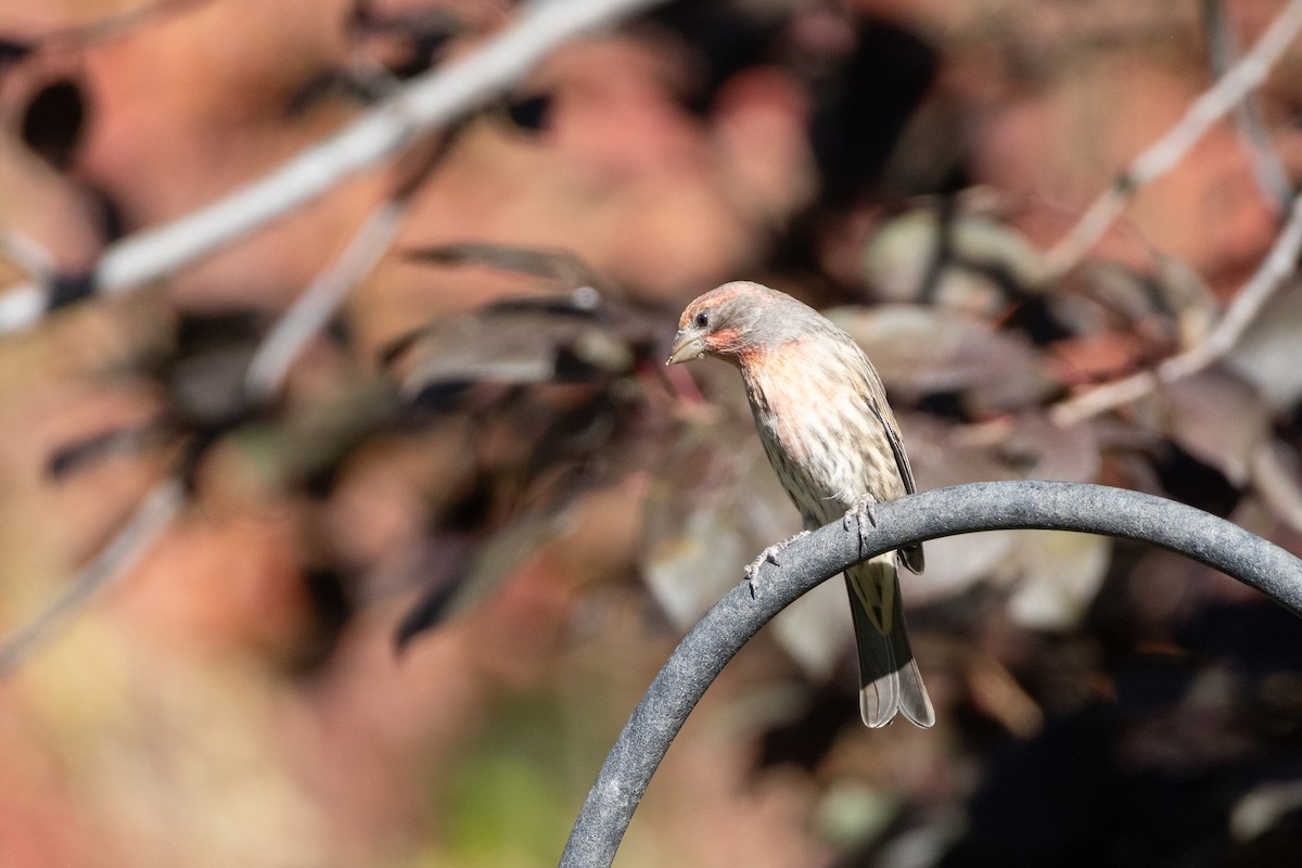 House Finch - ML642870642