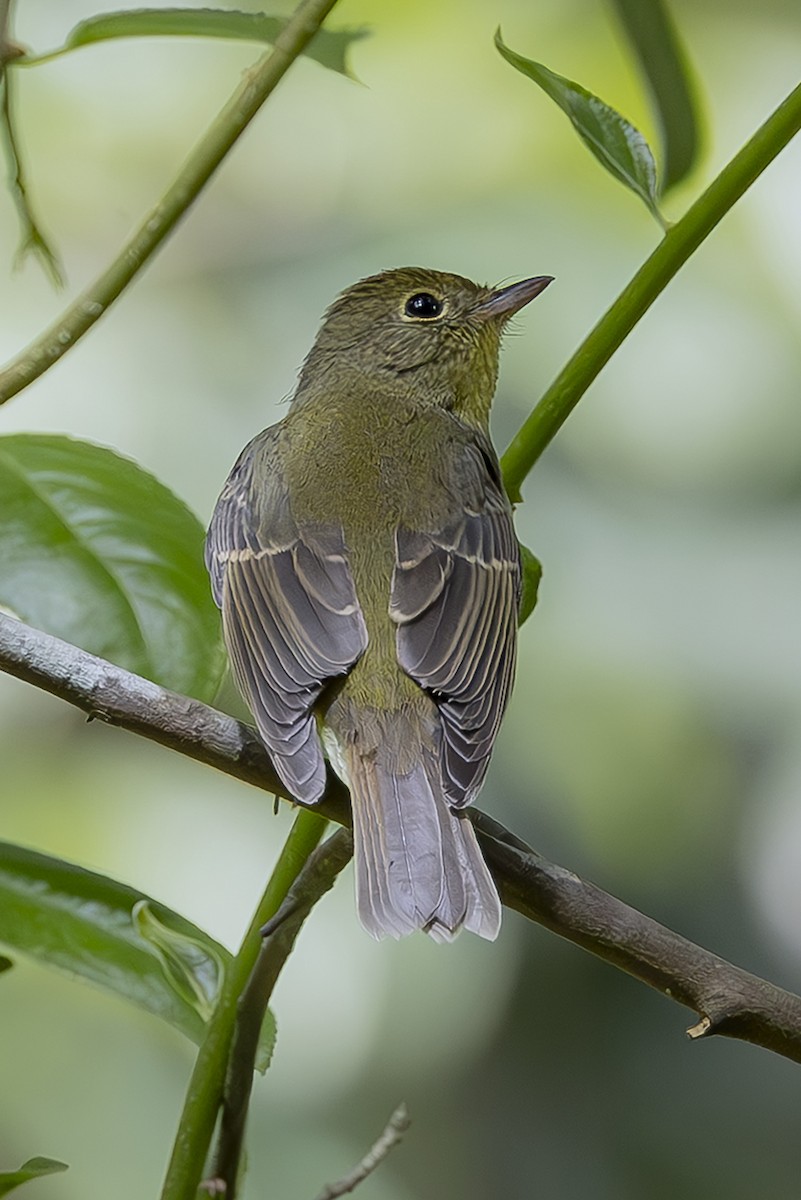 Green-backed Flycatcher - ML642870645