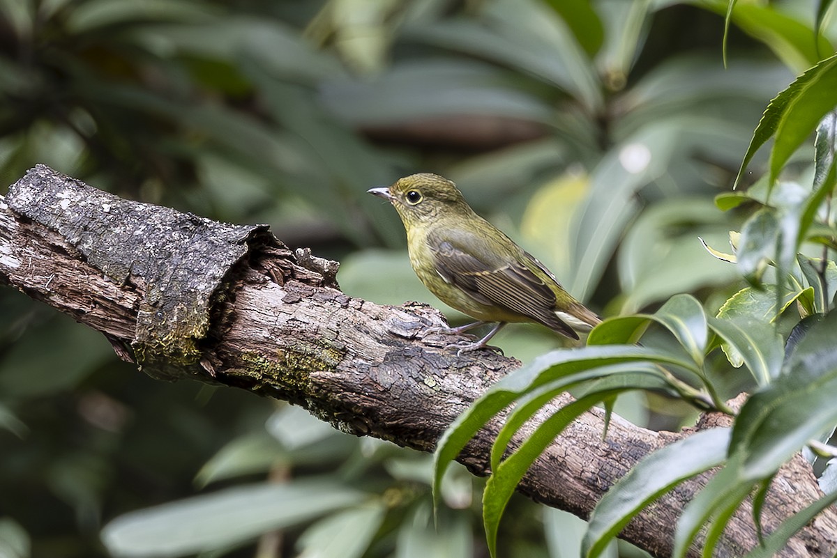 Green-backed Flycatcher - ML642870646