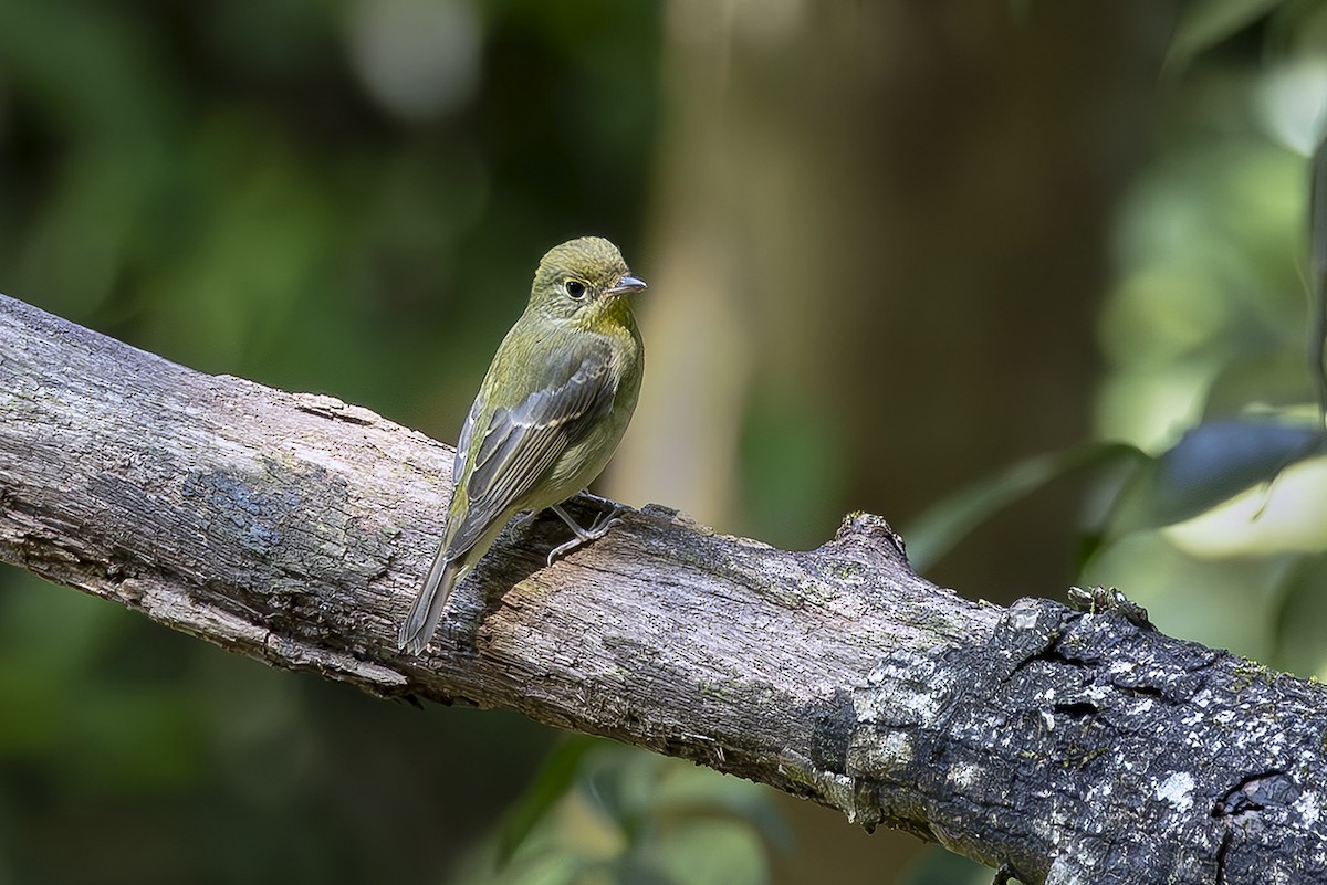 Green-backed Flycatcher - ML642870647