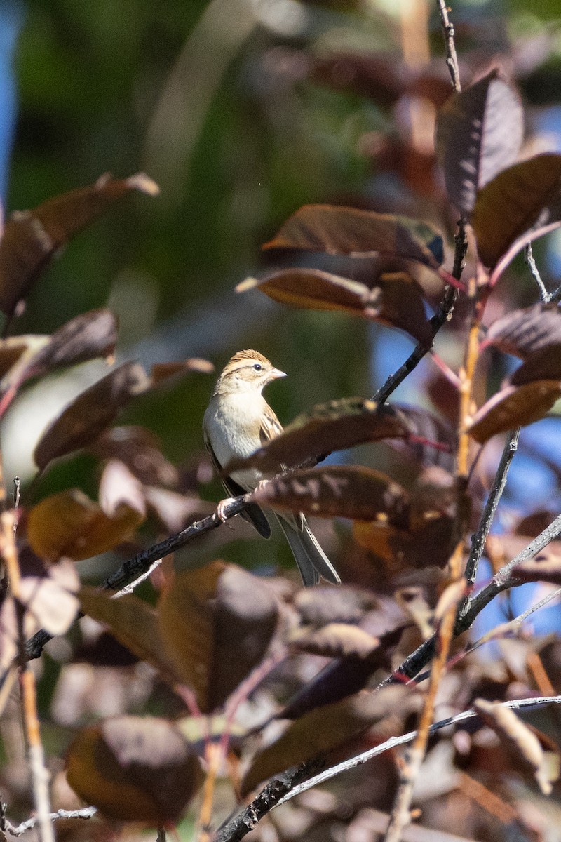 Chipping Sparrow - ML642870651