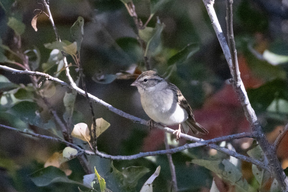 Chipping Sparrow - ML642870652