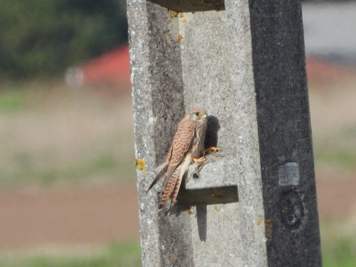 Eurasian Kestrel - ML642870653