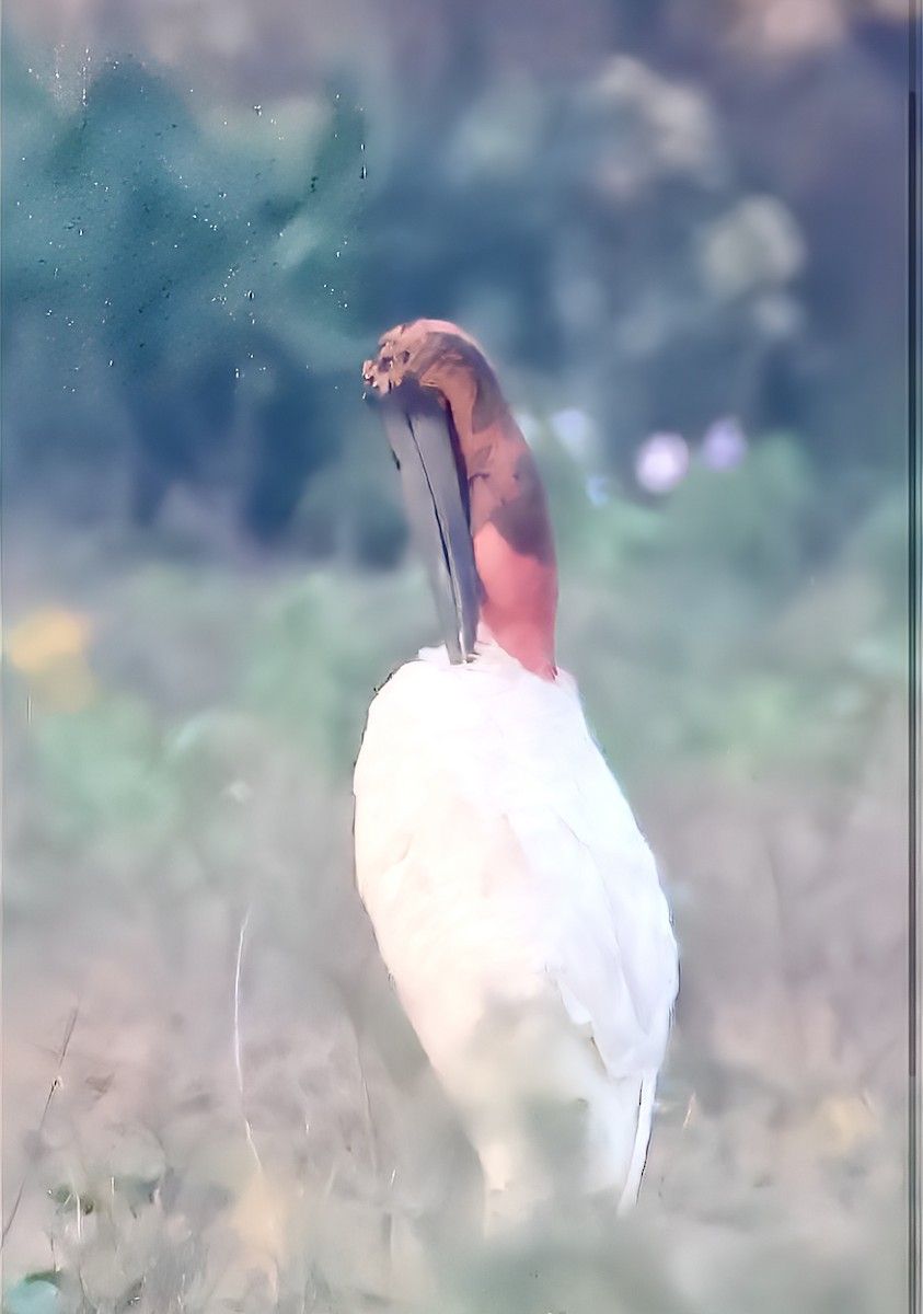 Jabiru - ML642870661