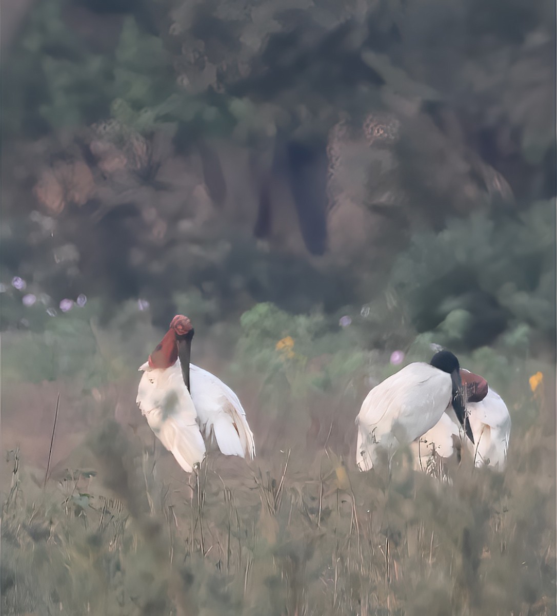 Jabiru - ML642870662