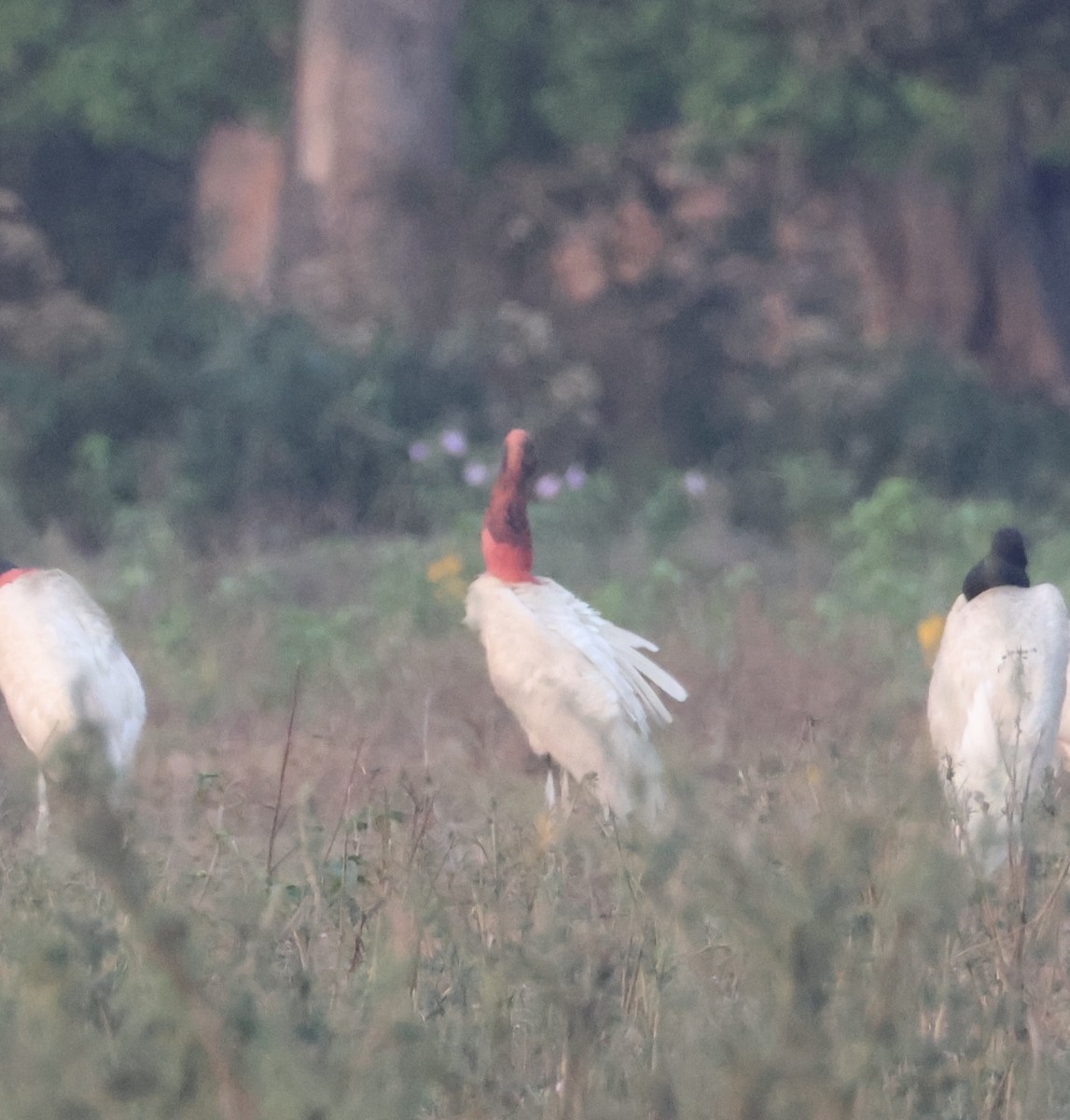 Jabiru - ML642870664