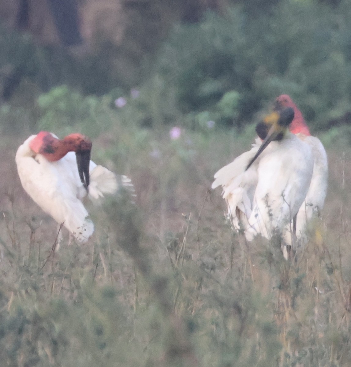 Jabiru - ML642870665