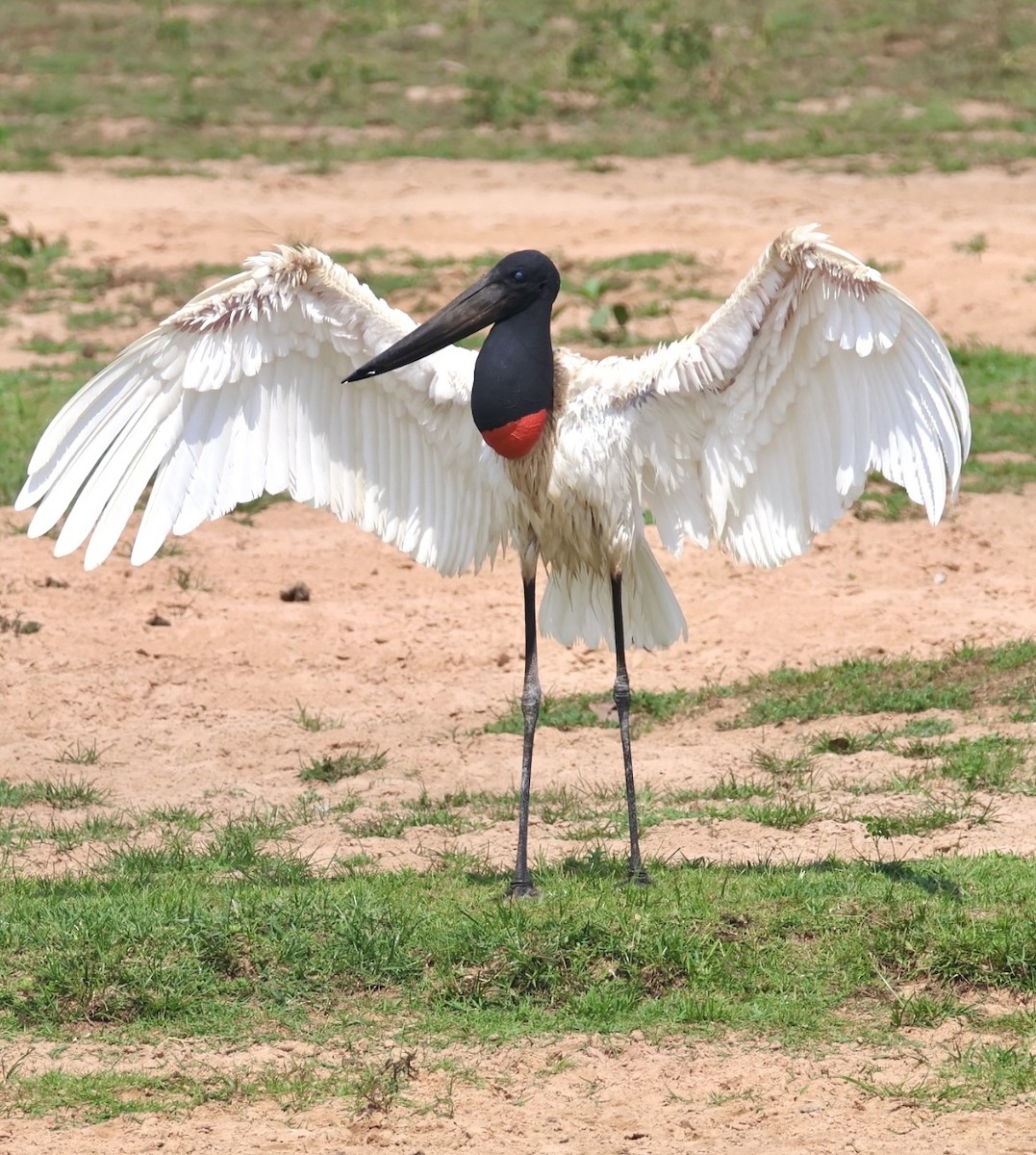 Jabiru - ML642870666