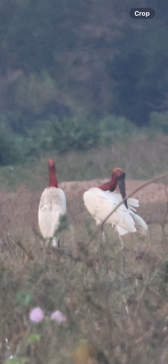 Jabiru - ML642870667