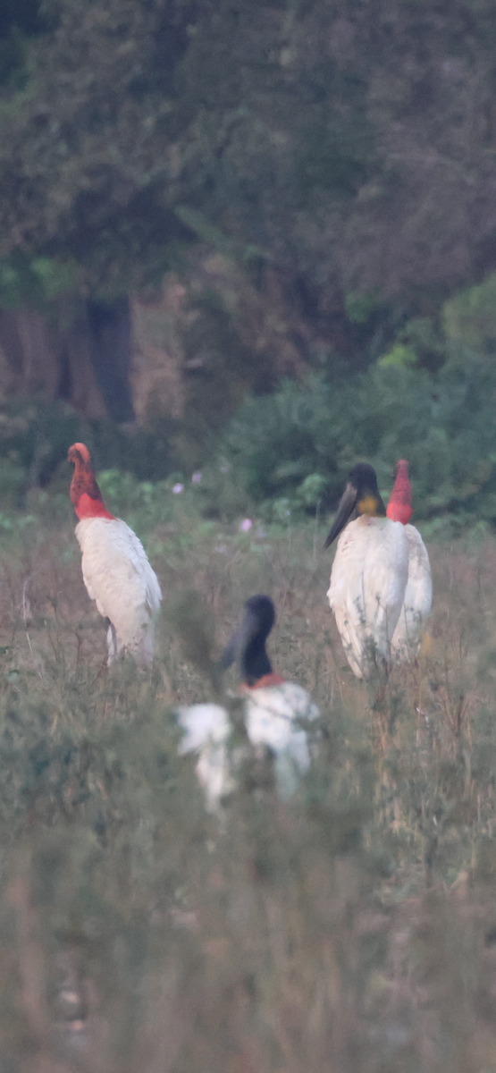 Jabiru - ML642870668