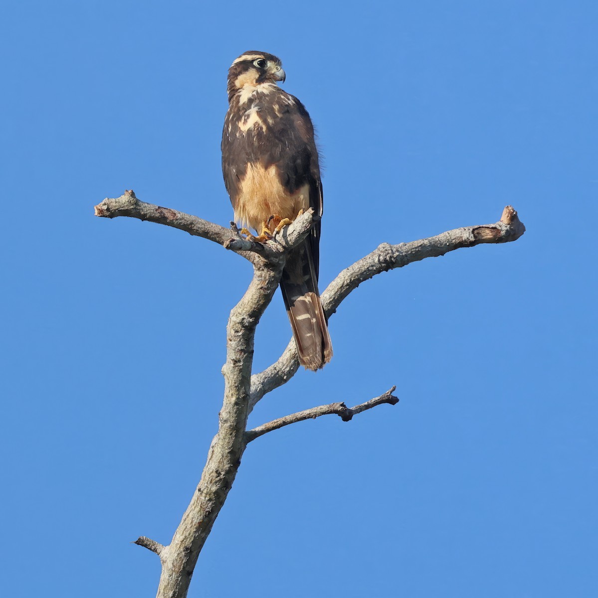 ostříž aplomado - ML642870669