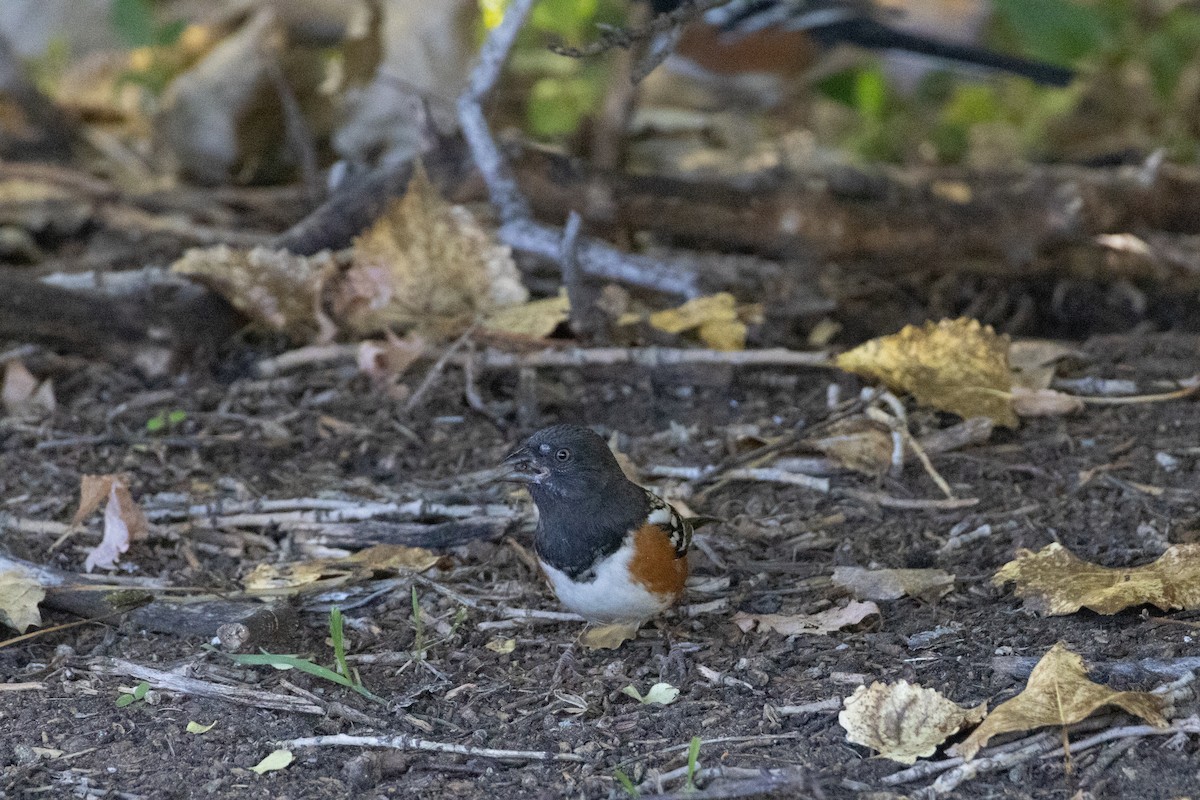Spotted Towhee - ML642870670