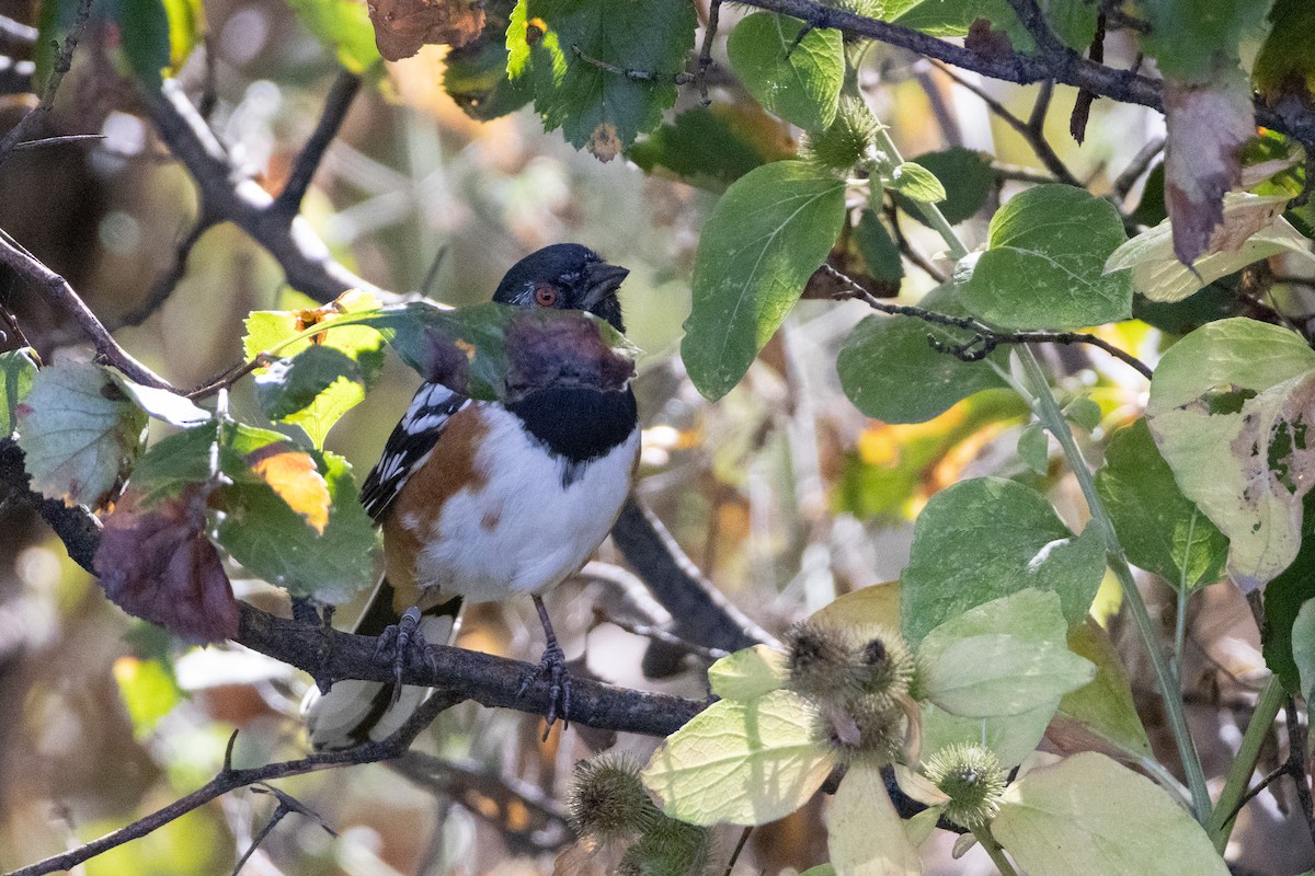 Spotted Towhee - ML642870672
