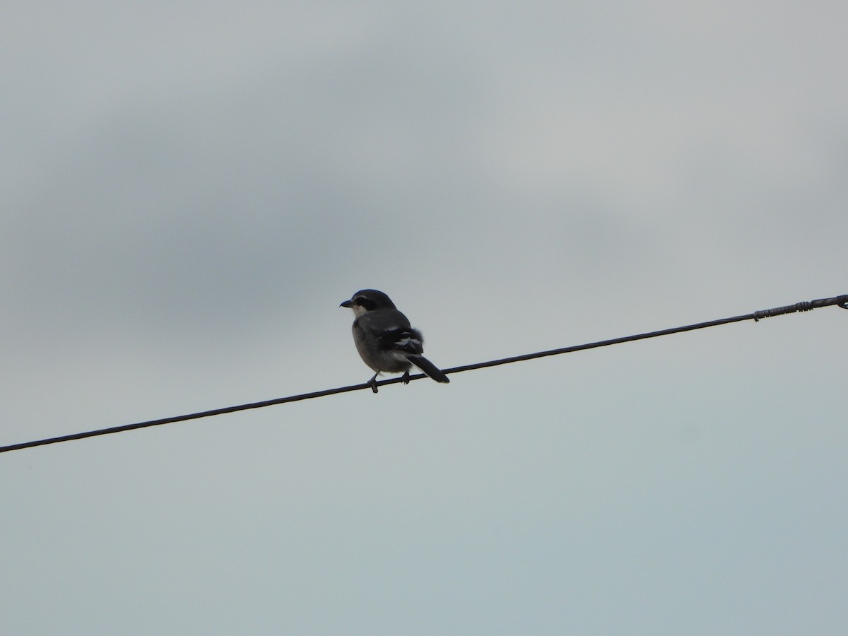 Iberian Gray Shrike - ML642870686