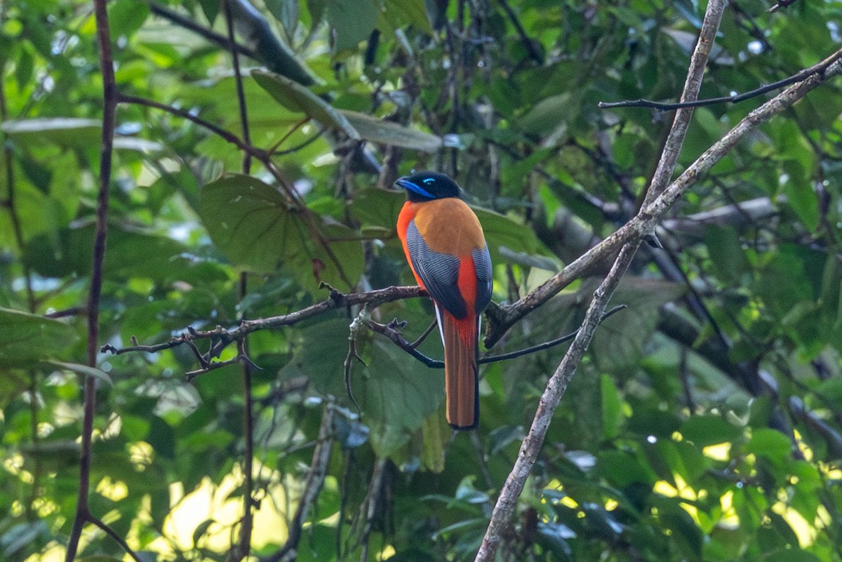 Scarlet-rumped Trogon - ML642870691