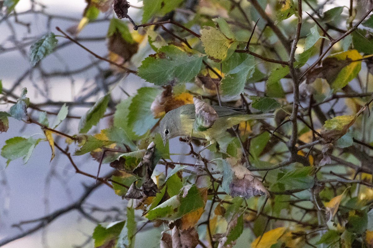 Orange-crowned Warbler - ML642870692
